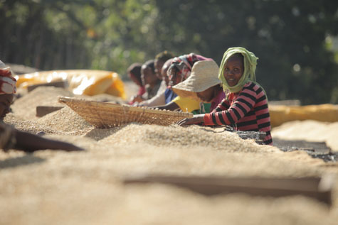 Coffee-Subscriptions-Ethiopia-Fero-Cooperative