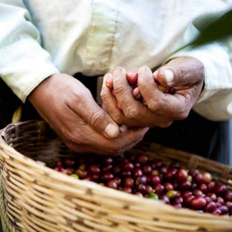 The hands of a coffee producers facing challenges of climate change and his basket full of hand selected coffee cherries.
