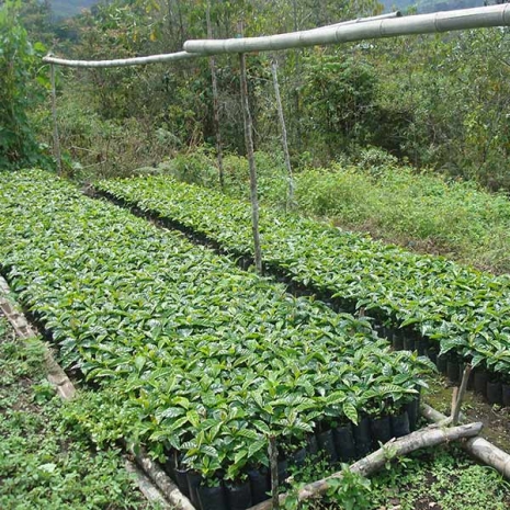 Sustainable coffee plant nursery at Fondo Paez Colombian coffee cooperative.