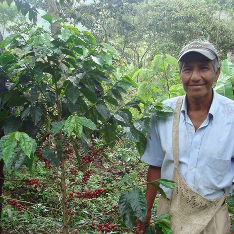 Fondo Paez Coop Leader stands next to coffee tree ready for harvesting in Colombia.