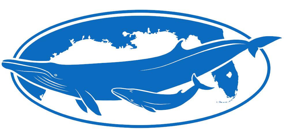 Blue and White image depicting a mother and baby Rice's Whale featured on the Happy Whales Blog.