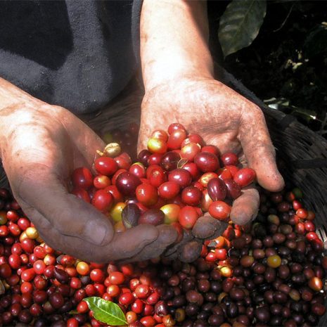 Bright red coffee cherries by Dhaka Bor Banti grown in Ethiopia Guji region.